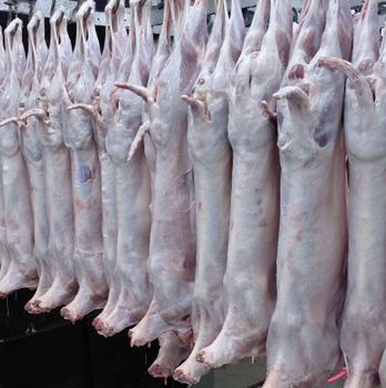 Fresh chilled Sheep meat - AOAFOODS PVT LTD - India