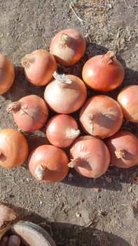 Onions - AL-SEDIK FOR FRUITS AND VEGETABLE EXPORT AND TRADING - Egypt