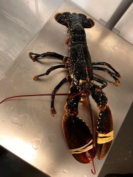 Fresh Common Lobster Lifespan Live Source - Hebridean shellfish ltd - United Kingdom