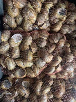 Snails -Petit Gris Snail Organic Yes Origin china Texture Tender Content +8615269777671 Freshness Level Frozen, Live - Shandong Yao Sheng Agriculture Technology Co.Ltd. - China