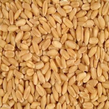 Food Grade Hard Wheat Grains, Bulk Wholesale, High Quality and Affordable Rates - A.C.P. AGRICULTURE COMPANY LIMITED - Thailand