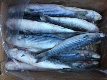 Frozen grey mullet Shelf Life 2 year Packaging 10kgs carton Form Canned Product, Fillets, Scallop,mussel Meat,clam Meat, Steak,portions, Wr,fillets, Wr,hgt,fillets, Wr/tube/strip/ring/tentacle/flower/t+t/wing - Taizhou xingwang aquatic product co.,ltd - China