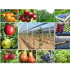 Product - FRUIT PLANTS DOO - Serbia