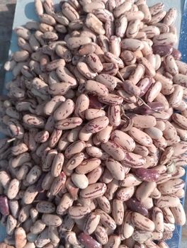 Red speckled sugar beans - TerraBloom Trading - Zimbabwe