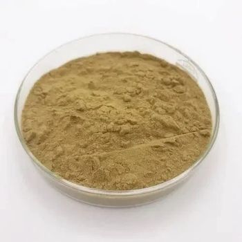 Ajuga Turkestanica Extract - SHREE SAI BIOTECH - India