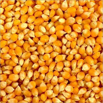 Corn - KANESHK HORIZON LLP - India