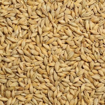 Non GMO Barley For Animal Feed With Barley Content Up To 95% Ensuring Maximum Digestibility And Nutrition - malter group - Tanzania