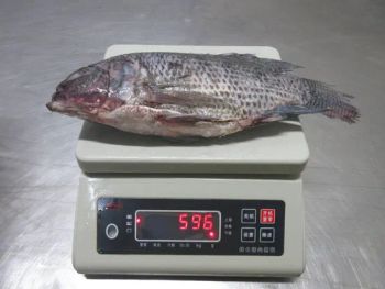 Wholesale Price Nile Frozen Tilapia Fish Whole Round Food Bulk 10kg - Xiamen Yangzhen Import and Export Co., Ltd - China