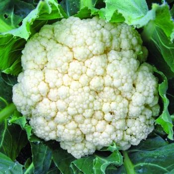 Fresh cauliflower Grade A Type fruit Content no Style Fresh Weight (kg) 0 Ingredients no Shelf Life 9month Storage Type - NJICUDA GLOBAL TRADE PTY LTD - South Africa