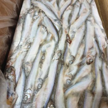 Hot Sale Frozen Capelin Fish - VERTEX TRADING LIMITED - United Kingdom