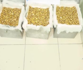 AU Gold Bars and Nuggets from Kenya and Uganda Purity 96.5% Karat 23 Karat Packaging Metal Boxes Origin Uganda, Tanzania And Kenya - Buyosi Enterprises - Kenya