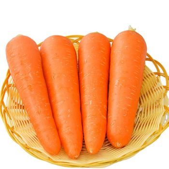 Natural organic fresh carrots sweet crunchy farm harvested premium quality vegetable for export global supply - TRADECENTRIC LLC - United States