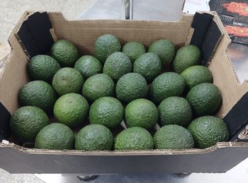 AVOCADO - ART LOG MAROC - France