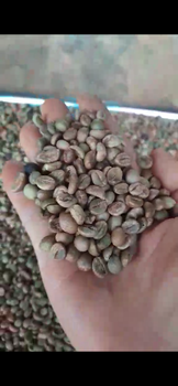 Robusta Coffee grade one screen 16 or 18, clean or wet polished from Vietnam - HJ eco green - Malaysia