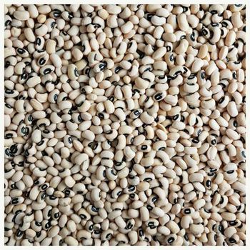 Refined Export Grade Black Eyed Peas Beans for Wholesale – Carefully Selected, Cleaned, and Packaged Cowpeas for Bulk Buyers, Food Service, Processing Industries, and Worldwide Distribution with Affordable Pricing and Reliable Logistics - agroturaspzoo - Poland