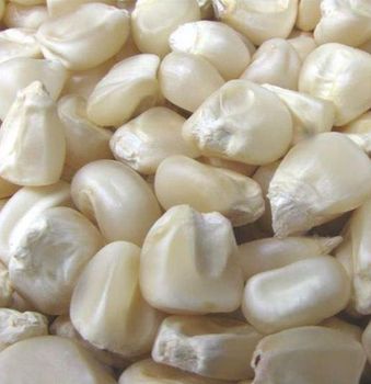 DRY WHITE CORN MAIZE - AGRO AFRIQUE COMPANY LIMITED - Tanzania