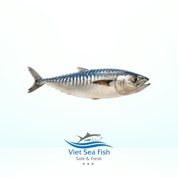 FROZEN PACIFIC MACKEREL Packing Unit Somi Block Packaging Type Somi Block Net Weight Per Carton 10 Kgs Individual Package Weight 400/600gr/pc - Viet Sea Fish Ltd., Co. - Vietnam