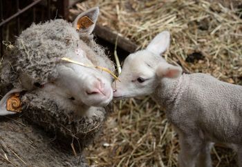 Low price live sheep offered in bulk supply suitable for farming and breeding - Mutlu Et Mustafa - France