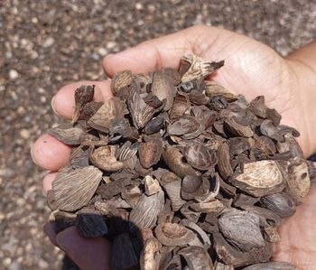 Palm Khanel Shell Screening for Import Total Moisture 22% Total Sulphur 0.07% Foreign Material 0.86% Net Calorific Value 3465 - PT. Sumber Falah Jaya - Indonesia