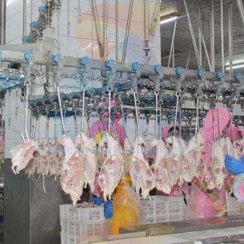 Poultry Abattoir Equipment Turnkey Project Poultry Slaughterhouse Equipment Chicken Slaughter House Poultry Processing Chicken Slaughtering Equipment - Zhenbang (Guangdong) Machinery Technology Co., Ltd. - China