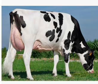 Cheap Pregnant Holstein Heifers Cow/ Healthy Pregnant Holstein Heifers Cattle At Affordable Prices. Holstein Friesian Livestock from Almaa SCS Cheap Pregnant Holstein Heifers Cow/ Healthy Pregnant Holstein Heifers Cattle At Affordable Prices. Holstein Friesian Livestock - Almaa SCS - Belgium