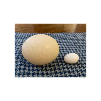 Factory price ostrich eggs offered for wholesale trade and large quantity orders - Leta Trading sprl - Poland