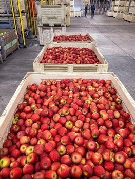 Fresh Cripps Red Apples for sale - NINE FRUITS EXPORTS (PTY) LTD - South Africa