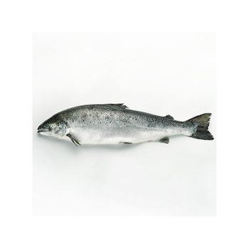 Fresh Norwegian Salmon High Protein Atlantic Seafood For Fresh Fish Counters And International Buyer Demand - TOSOH INTERNATIONAL - South Africa