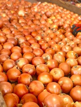 Fresh Yellow Onion – Export Quality from Chile - Agrocal Export - Chile