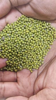 GREEN MUNG BEAN, Purity 98.5% Packaging Material Pp Bag Color Sorting Color Sorted Packaging Weight 50kg Or 25kg Sprouting Rate Greater Than - YANET INDUSTRIAL PLC - Ethiopia