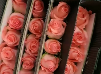 ANNA rose - Yan Export company (flowers) - China