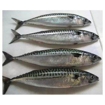 Fresh Seafood Fish Frozen Striped Tuna Bonito 1.5 kg up. – product photo, Top Quality Products