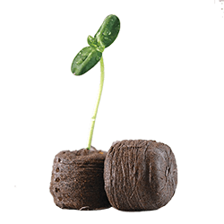 Product from CLASSIC HYBRID SEEDS PRIVATE LIMITED Product – product photo, Hybrid Tomato Seeds products found from trusted suppliers, wholesalers, manufacturers & exporters Listing