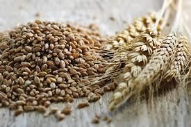 Premium Whole Wheat Grain Grade A Type Wheat Shelf Life Long Color Golden-brown Grain Size Uniform Dietary Fiber High Protein Content High - TRADE NEPAL LLC - United States