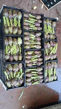Artichoke Color Green Form Pieces Texture Fresh - Elmaher - Egypt