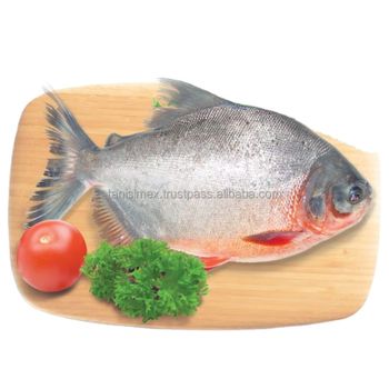 New Stock High Quality Good Price Frozen Fresh Farm Fish Black Red Sliver White Pomfret - TANIS IMPORT & EXPORT COMPANY LIMITED - Vietnam