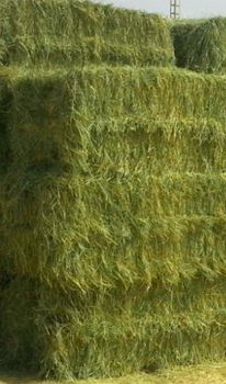 Rhode grass from Dawood Trading Company Rhode grass - Dawood Trading Company - Pakistan