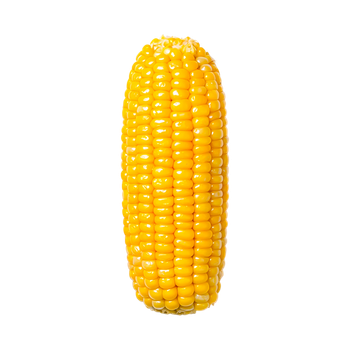 Fresh yellow corn offered in bulk with high nutrition and consistent size - HIGHPROFILE AGRICULTURE SERVICES LIMITED - Tanzania