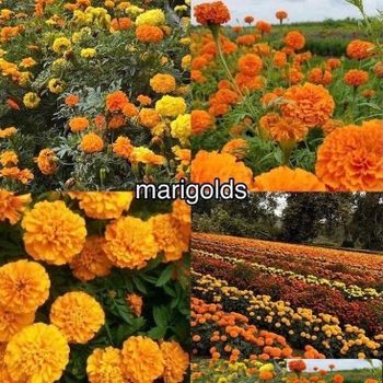 Marigolds – product photo, Marigold products found from trusted suppliers, wholesalers, manufacturers & exporters Listing