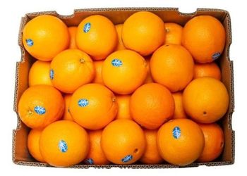 FRESH ORANGE, FRESH GRAPES, FRESH APPLE from Chirag Overseas Corporation FRESH ORANGE, FRESH GRAPES, FRESH APPLE - Chirag Overseas Corporation - India