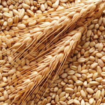 Barley Grains Premium Barley Seeds/Animal Feed Barley - SAEBYGARD AVLSGARD A/S - Denmark