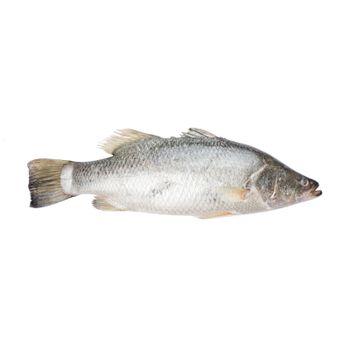 High Quality Special Price Natural Frozen Barramundi Fish From VietNam For Making Food - TANIS IMPORT & EXPORT COMPANY LIMITED - Vietnam