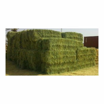 Premium Quality Rhodes Grass Hay Bulk Supply For Animal Feed Fast Delivery - BMU TRADING GMBH - Germany