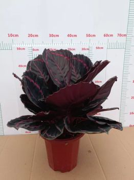 Live Ornamental Plants Calathea Dottie Color Green Origin China Model NO. CA52904 Application Indoor HS Code 0602909999 Material Live - Guangzhou Yihe Gardening Co., Ltd. - China