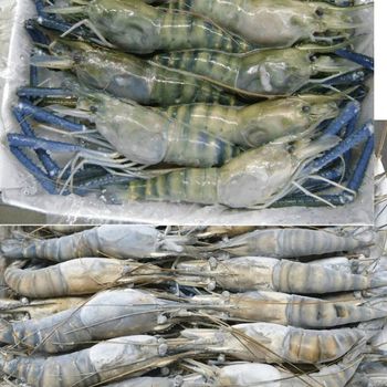 Fresh / Frozen scampi shrimp Grade A - Aigostar BV - Netherlands