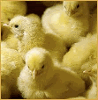 Product – product photo, Animal Feed Premix products found from trusted suppliers, wholesalers, manufacturers & exporters Listing