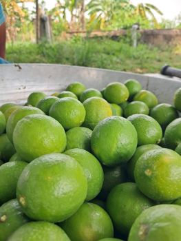 FRESH LEMON Organic Yes - Sree Murthy Vinayagar Traders & Services - India