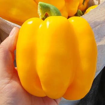 Good Quality Fresh Bell Pepper, Green/Red/Yellow Bell Pepper Type Fresh Shape Round Kind Bell Pepper Packaging Carton Trademark - Shouguang Aowoshi Vegetable Food Co., Ltd - China
