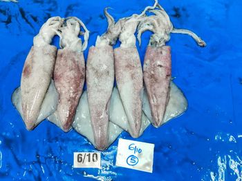Squid whole - ZAINFOODS - India