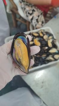 Frozen Mussel Meat Frozen Seafood Ingredient For Import Distribution Offering Naturally Tender Texture And Fresh Taste - TOSOH INTERNATIONAL - South Africa